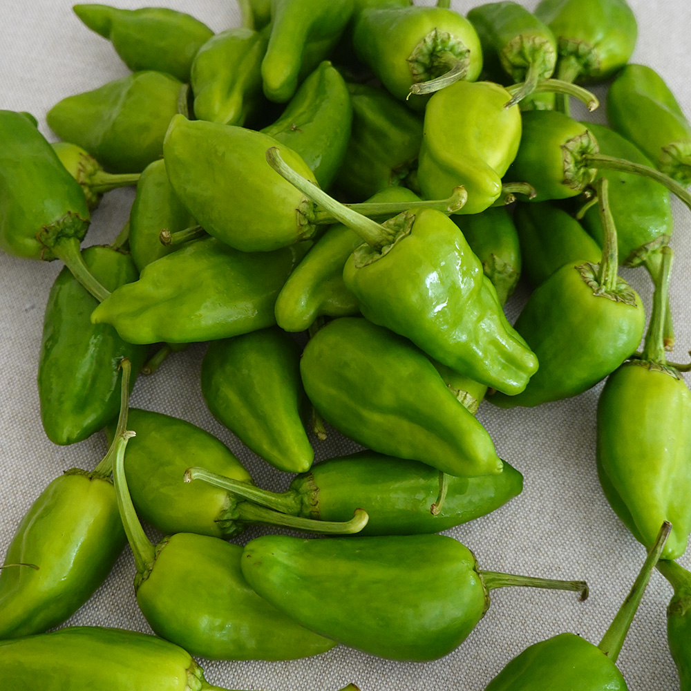 Washed and dried Padrón peppers